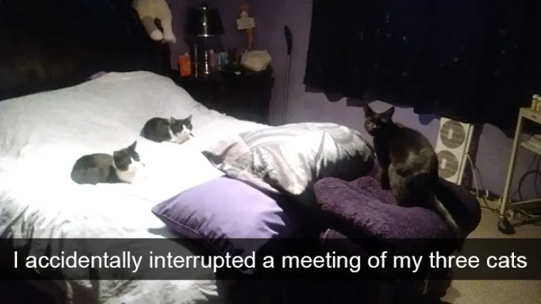 Pogledajte ove urnebesne fotografije snimljene u pravom trenutku