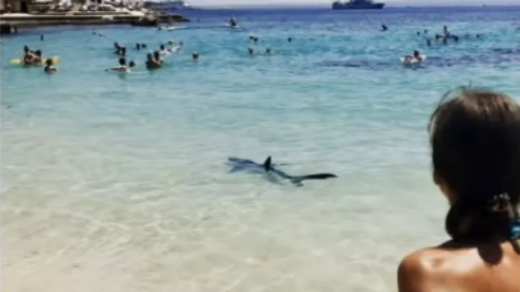 Jezive scene: ogromni morski pas doplivao do same obale i otjerao kupače iz vode