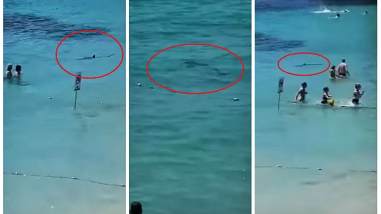 Neviđena drama na plaži u popularnom turističkom odredištu, morski pas zalutao i uplašio kupače