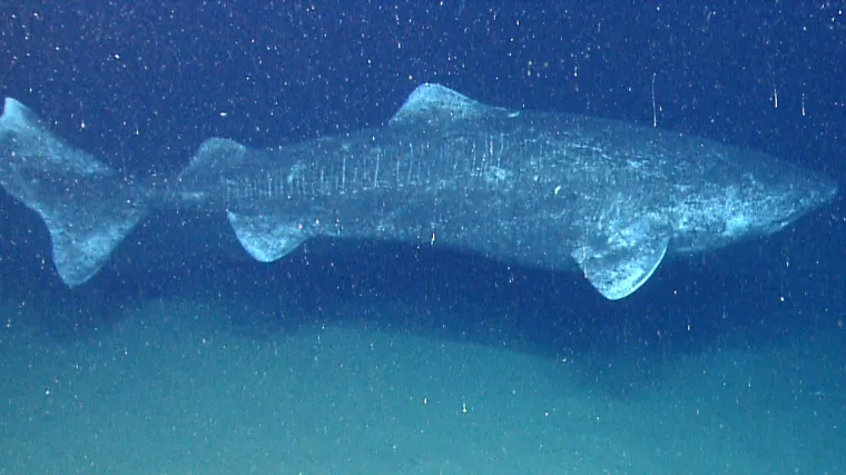 Ovo je deset životinjskih vrsta koje žive znatno dulje od ljudi