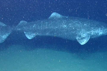 Ovo je deset životinjskih vrsta koje žive znatno dulje od ljudi