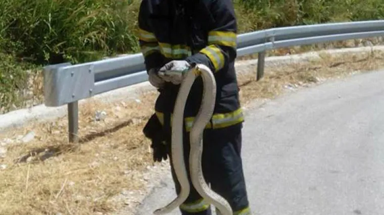 Nevjerojatan ulov dubrovačkih vatrogasaca: u kući uhvatili ogromnog kravosasa