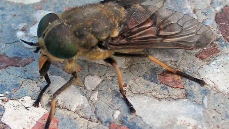 Slavonija u panici: komarce su zamijenili drugi mnogo opasniji insekti