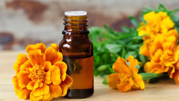 Rije&scaron;ite se krvopija: prirodna za&scaron;tita od komaraca