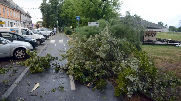 Vjetar srušio drvo na automobil kraj Novog Sada, poginula žena srednjih godina