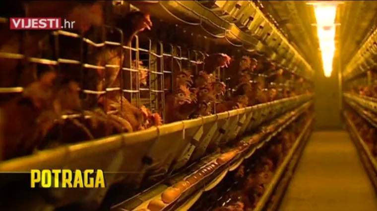 Potraga otkriva detalje bune u Donjoj Stubici zbog nesnosnog smrada s obližnje farme jaja