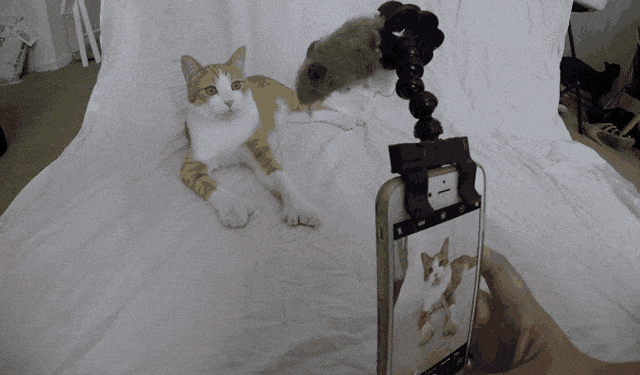 Kako nagovoriti mačku na poziranje