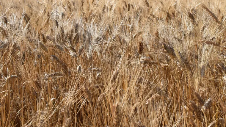 Durum pšenica: sve što trebate znati o durum pšenici