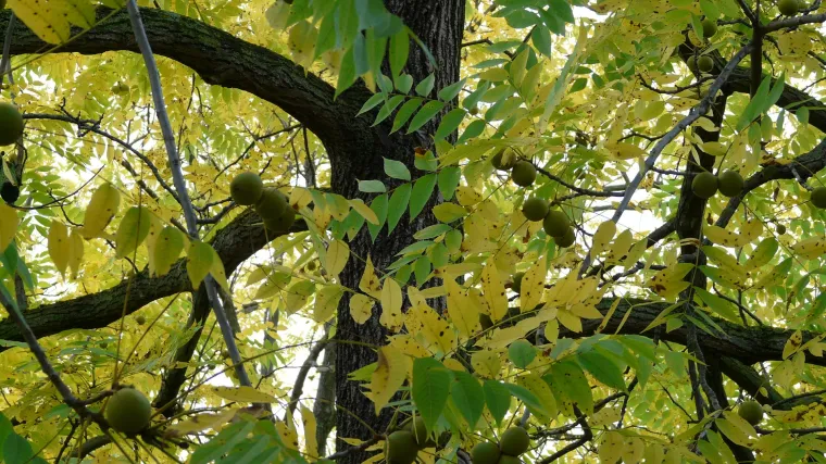 Crni orah: drvo koje liječi razne zdravstvene probleme