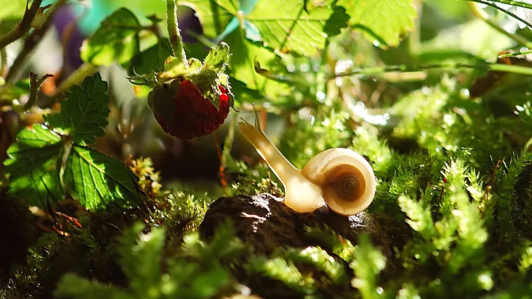 Kako se rije&scaron;iti puževa u vrtu?