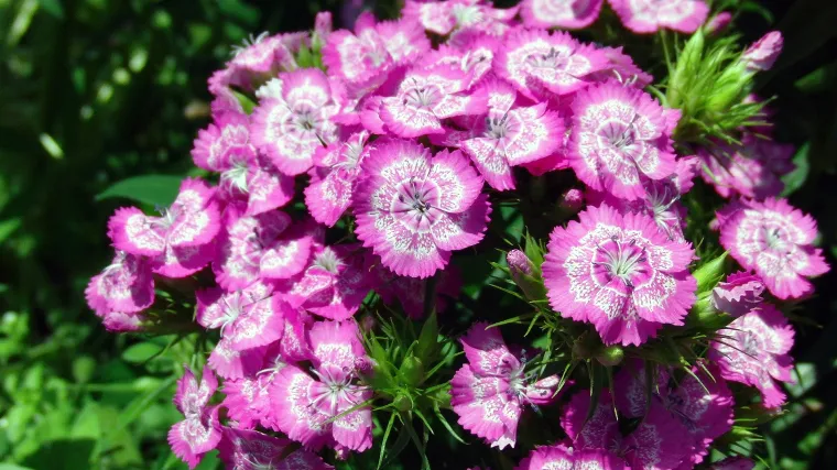 Kineski karanfil: savjeti za uzgoj kineskog karanfila