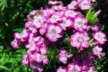 Kineski karanfil: savjeti za uzgoj kineskog karanfila