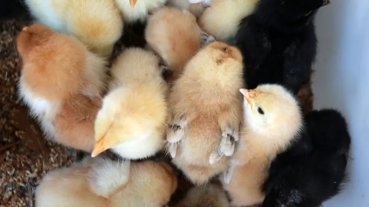 Tisuće pilića pobjeglo iz kamiona i blokiralo autocestu u Austriji