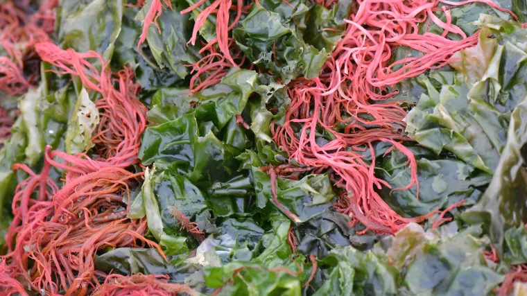 Crvene alge -  alge bez kojih ne možemo