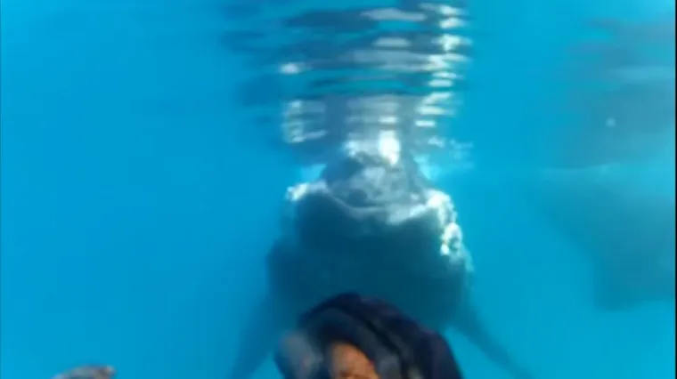 Ronilac susreo impresivnu morsku grdosiju, doplivala skroz do njega