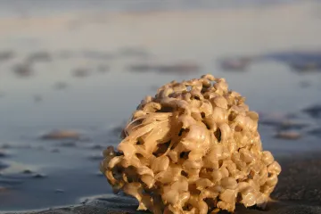 Morske spužve - njihove blagodati i zašto ih je dobro imati u svom domu?