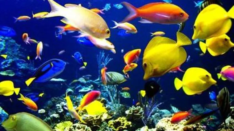 Ribe Jadranskog mora - sve &scaron;to o njima trebate znati