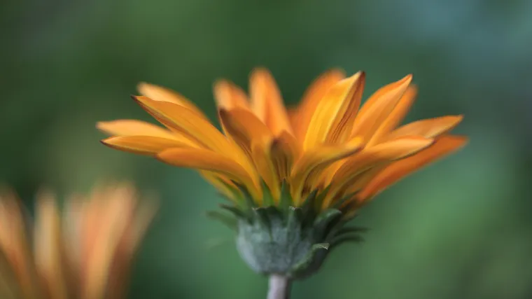 Ljetno cvijeće za vrt: popis najljepšeg ljetnog cvijeća