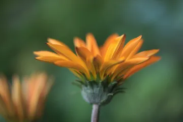 Ljetno cvijeće za vrt: popis najljepšeg ljetnog cvijeća