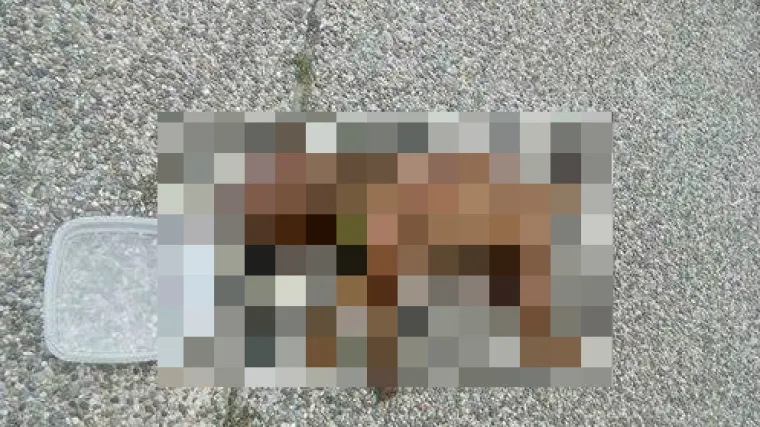 Bacili psića sa &scaron;estog kata nebodera u Kutini, uginuo u mukama