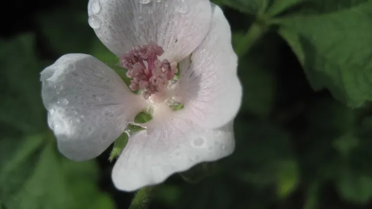 Bijeli sljez - otkrijte ljekovita svojstva bijelog sljeza