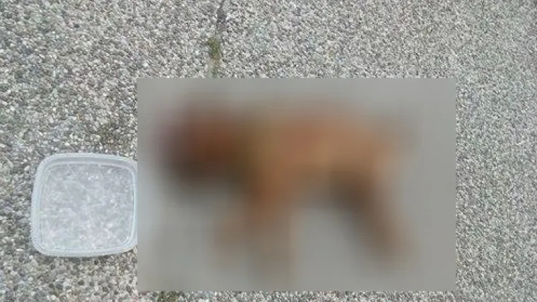 Stravičan čin u Kutini: onima koji su psa bacili sa &scaron;estog kata prijeti godina dana zatvora