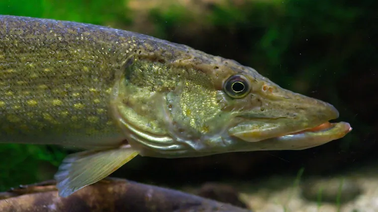 Zbog kontracepcijskih tableta u kanalizaciji muške su ribe počele lijegati jaja