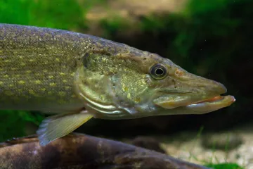 Zbog kontracepcijskih tableta u kanalizaciji muške su ribe počele lijegati jaja