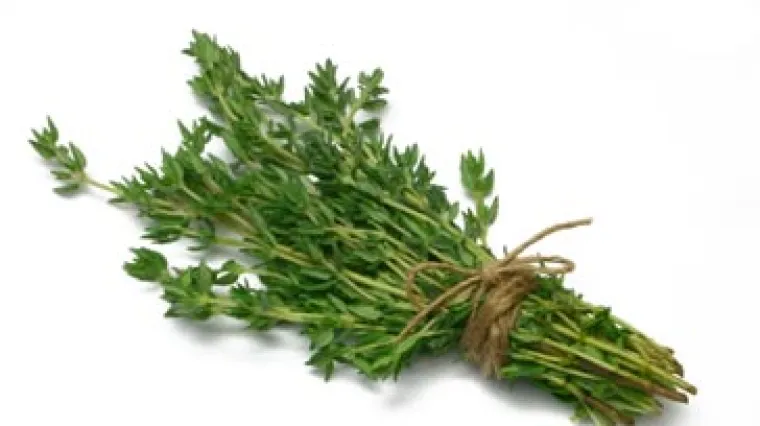 Majčina du&scaron;ica začin - otkrijte čari začina majčine du&scaron;ice