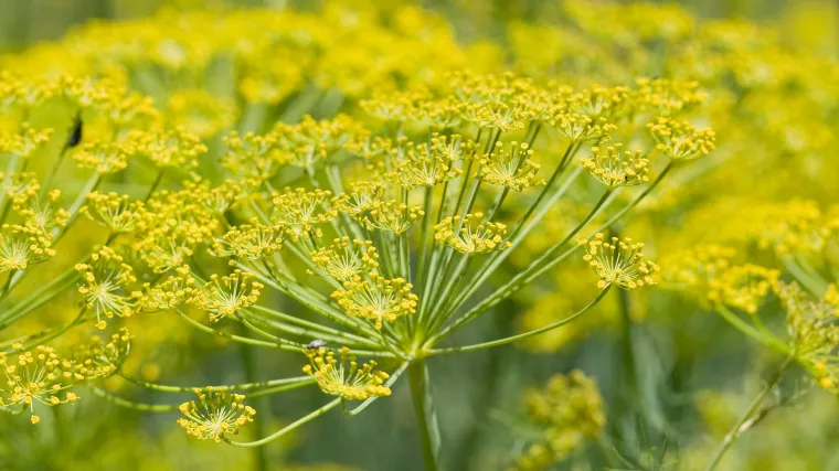 Kopar biljka - naučite kako se uzgaja biljka kopar