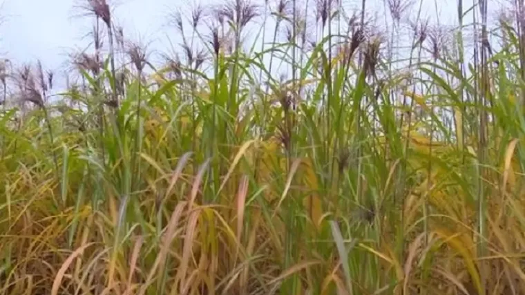 'Uvjeren sam da ću naći trži&scaron;te za tu visokoenergetsku biljku'