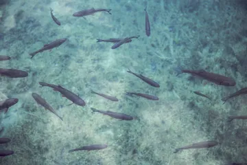 Riba klen - slatkovodna riba izvrsne sposobnosti prilagodbe
