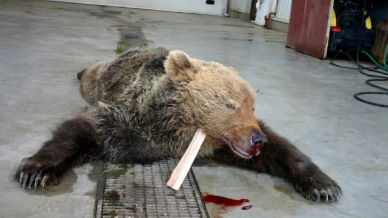 Jučer su poginula 3 medvjedića, danas je pronađen le&scaron; njihove majke