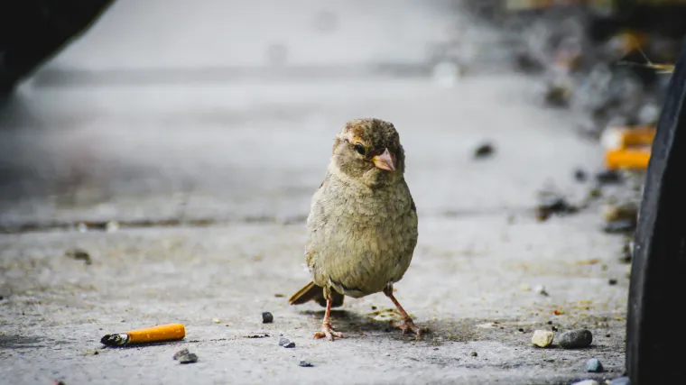 Ptice su počeli koristiti cigarete kako bi zaštitile svoje mlade