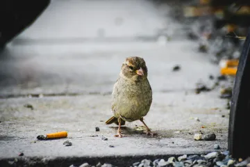 Ptice su počeli koristiti cigarete kako bi zaštitile svoje mlade