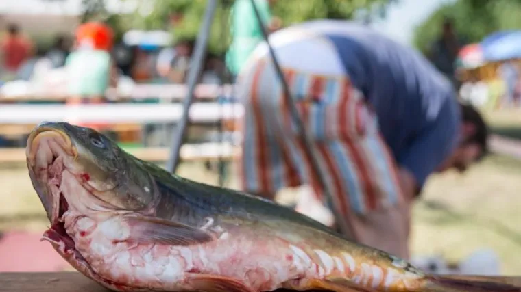 &Scaron;aran riba - najpoznatija riječna riba