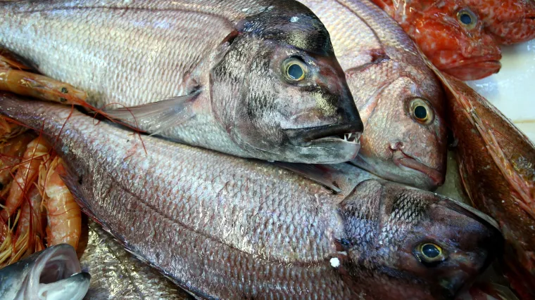 Riba zubatac - najtraženija riba Jadrana