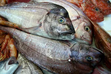 Riba zubatac - najtraženija riba Jadrana