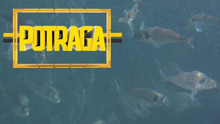 Težak suživot orade i &scaron;koljki u Malostonskom zaljevu: uzgajivači &scaron;koljaka žale se na milijunske &scaron;tete