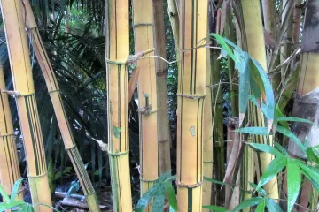 Uzgoj bambusa: savjeti za uspješan uzgoj bambusa