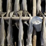 Kako odabrati bakalar? Uz ove četiri metode prepoznajte najbolji komad