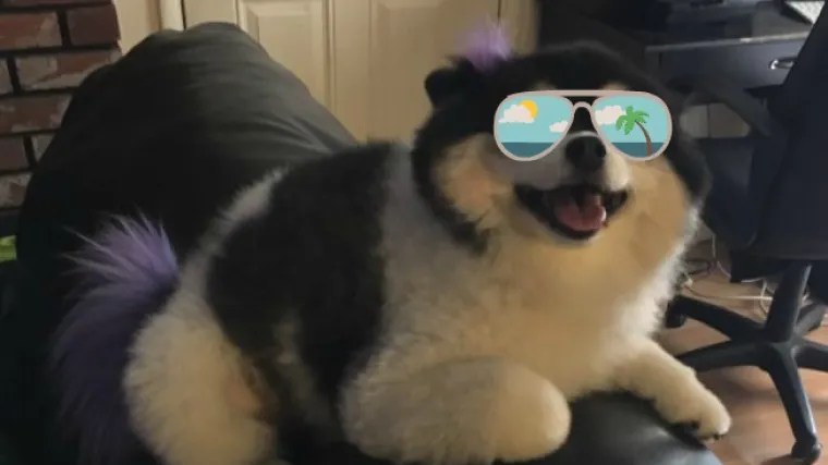 Ova je žena svom nećaku ostavila psa na čuvanje, a pravila koja su došla u paketu s malenom Pepper prilično su urnebesna