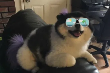 Ova je žena svom nećaku ostavila psa na čuvanje, a pravila koja su došla u paketu s malenom Pepper prilično su urnebesna