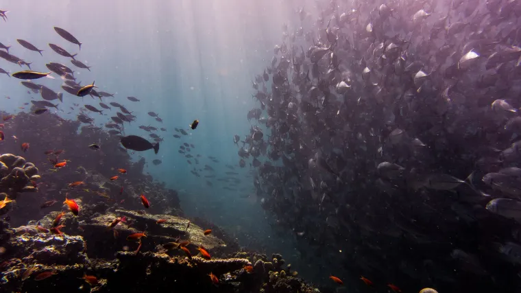 Lampuga riba - rijetka riba Jadrana