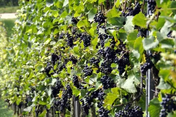 Bolesti vinove loze i kako ih spriječiti?