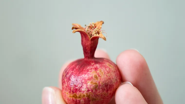 Mini voćke - patuljasti ukras va&scaron;eg vrta