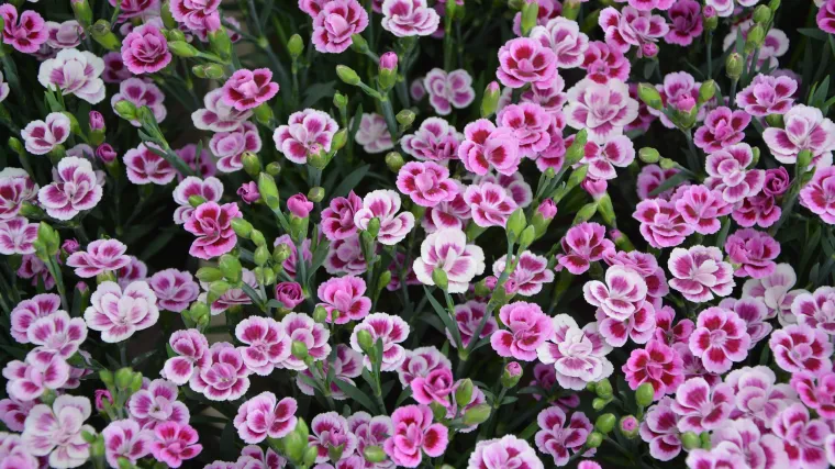 Viseći karanfili: savršen ukras za okućnicu ili balkon