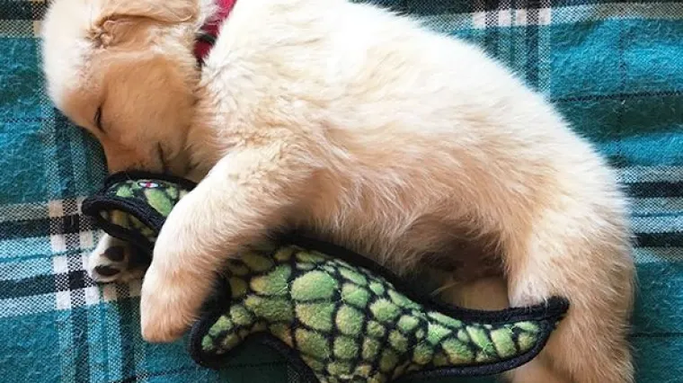 Zlatni retriveri su najslađi psi na svijetu! Ne vjerujete nam? Uvjerite se sami