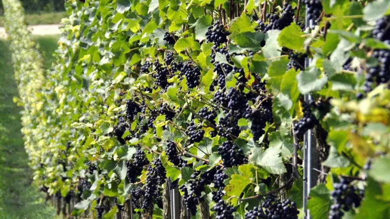 Grožđe Izabela - najotpornija sorta grožđa