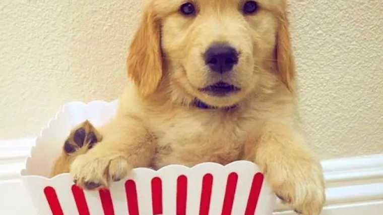 Prejedanje u životinja prilično je česta pojava: Evo kako ćete znati treba li va&scaron; ljubimac na dijetu